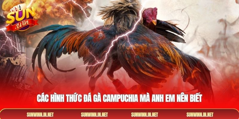 Các hình thức đá gà Campuchia mà anh em nên biết